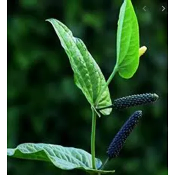 Natural Herbal Plant